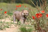 CHIEN FINNOIS DE LAPONIE 441